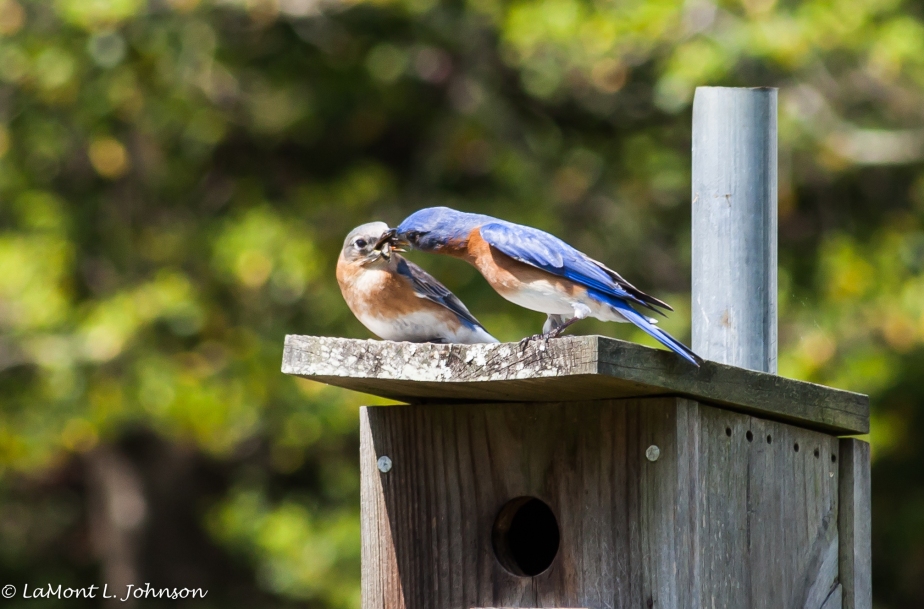 Blue Birds Feeding-0291-2
